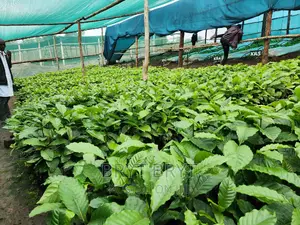 CWDR Coffee Seedlings