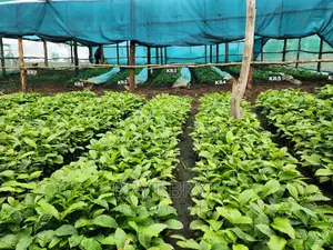 CWDR Coffee Seedlings