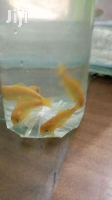 Yellow Comet Gold Fish
