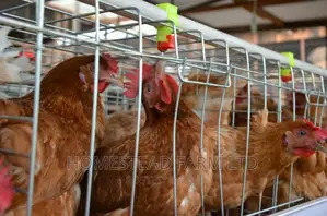 160 Layer Cages , Replacement and Customized 