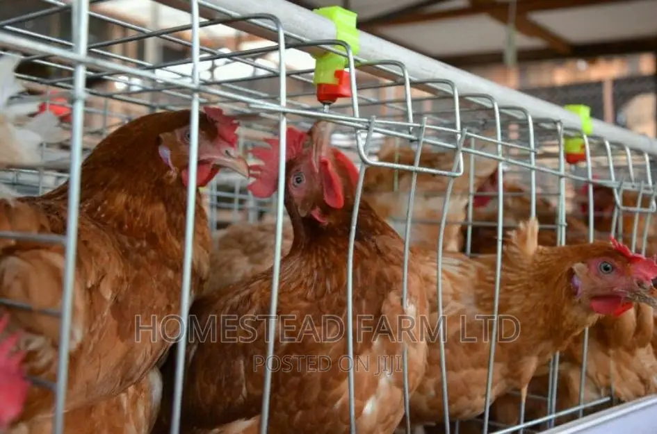 160 Layer Cages , Replacement and Customized 