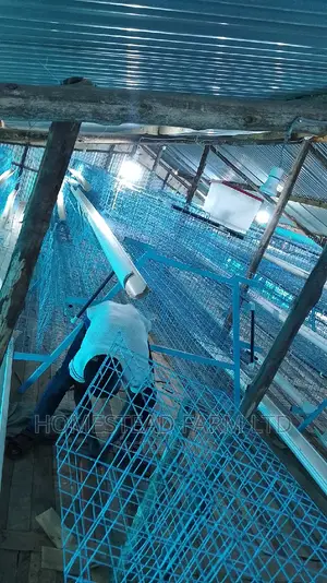 160 Layer Cages , Replacement and Customized 