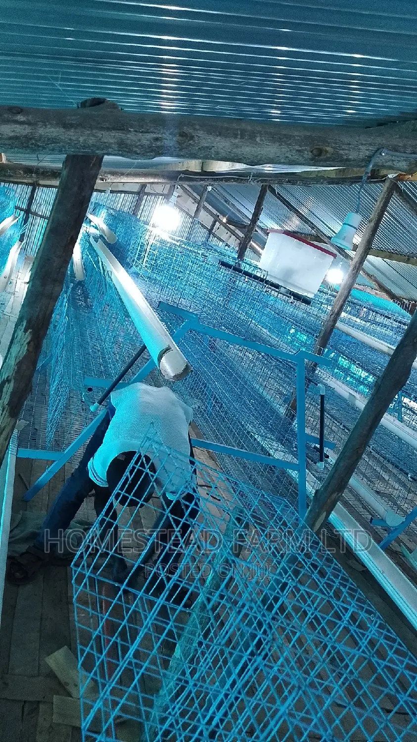 160 Layer Cages , Replacement and Customized 