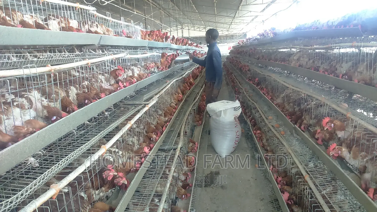 160 Layer Cages , Replacement and Customized 