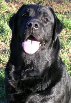 1+ Year Male Purebred Flat-Coated Retriever