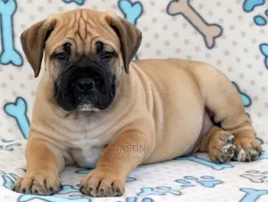 Young Male Purebred Boerboel