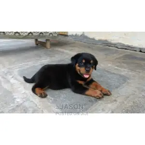Young Female Purebred Rottweiler