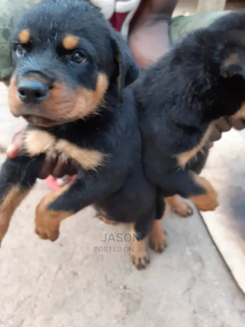 Young Female Purebred Rottweiler