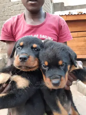 Young Female Purebred Rottweiler