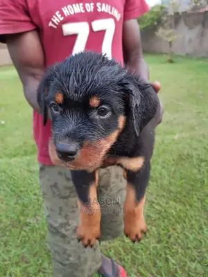 Young Female Purebred Rottweiler