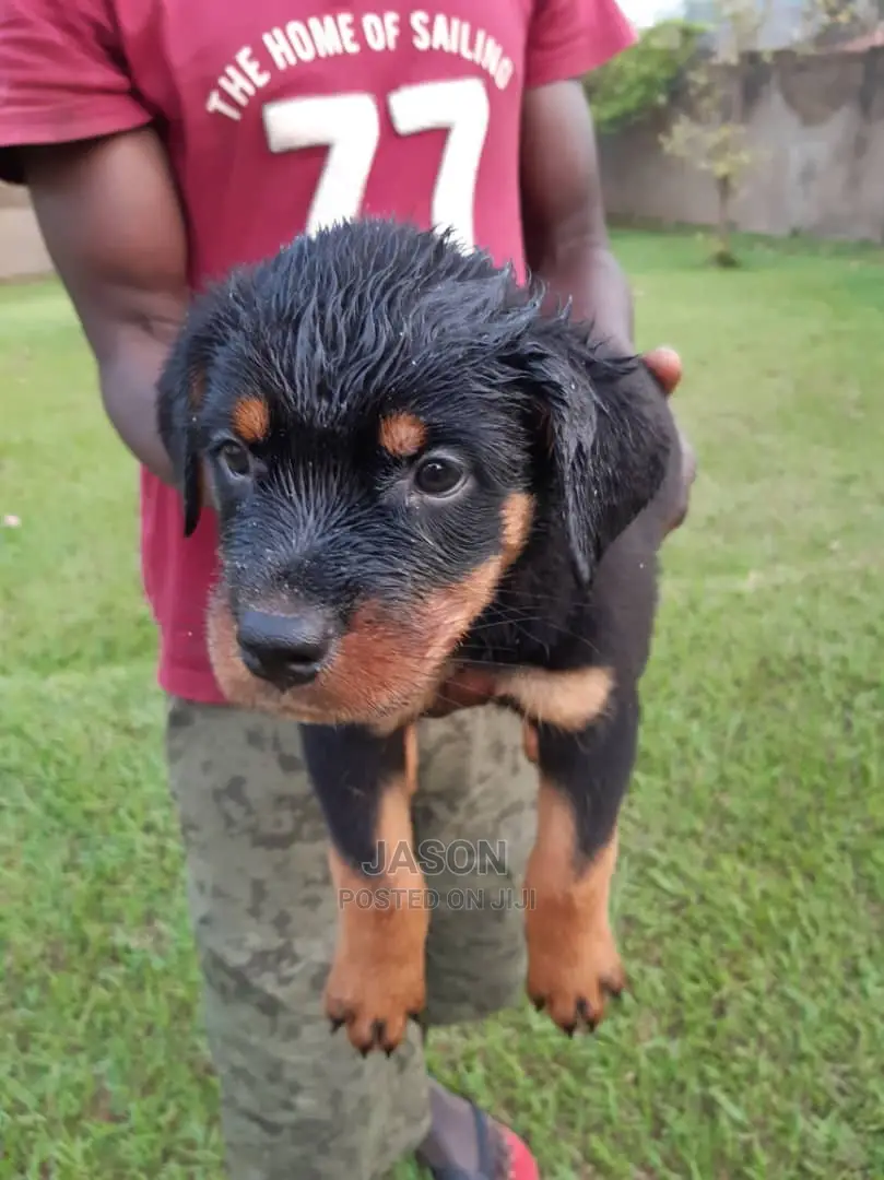 Young Female Purebred Rottweiler