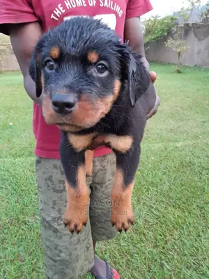 Young Female Purebred Rottweiler
