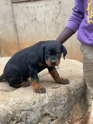 3-6 months Male Purebred Rottweiler