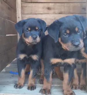 1-3 months Female Purebred Rottweiler