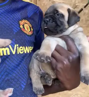 1-3 months Female Purebred Boerboel