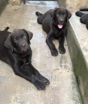 6-12 months Male Purebred Labrador Retriever