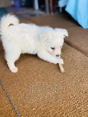 3-6 months Female Purebred Japanese Spitz