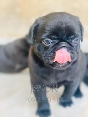 3-6 months Male Purebred Pug