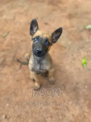 3-6 months Male Purebred Belgian Malinois