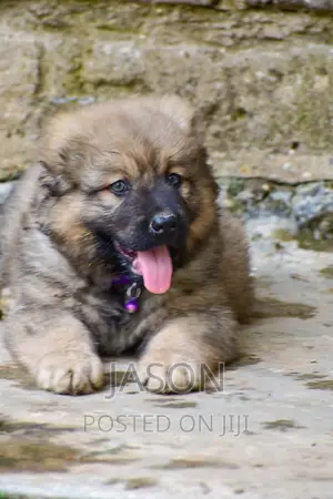 3-6 months Male Mixed Breed Caucasian Shepherd