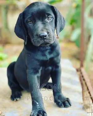1-3 months Female Purebred Boerboel