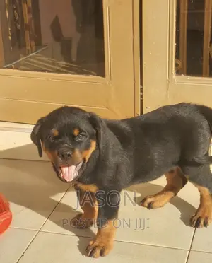 3-6 months Female Purebred Rottweiler