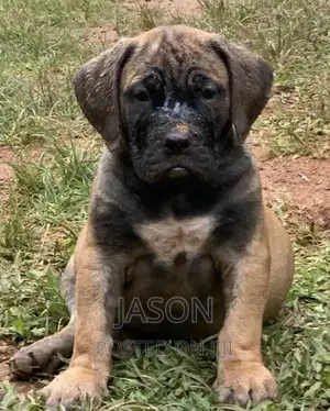 1-3 months Female Purebred Boerboel
