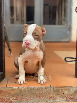 3-6 months Male Purebred American Pit Bull Terrier