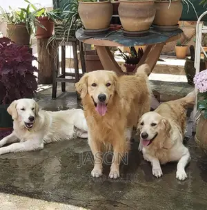 6-12 months Female Purebred Golden Retriever