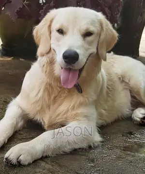 6-12 months Female Purebred Labrador Retriever