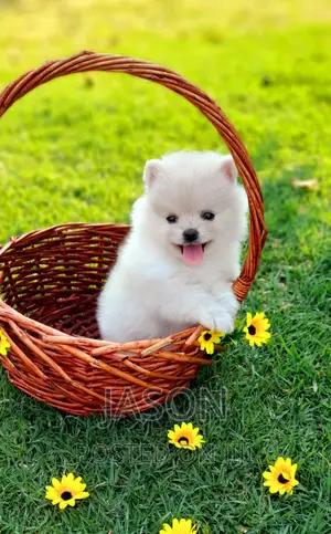 1-3 months Male Purebred Japanese Spitz