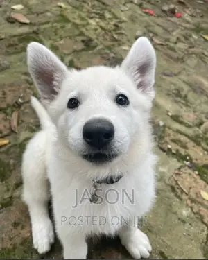 1-3 months Male Purebred White Shepherd