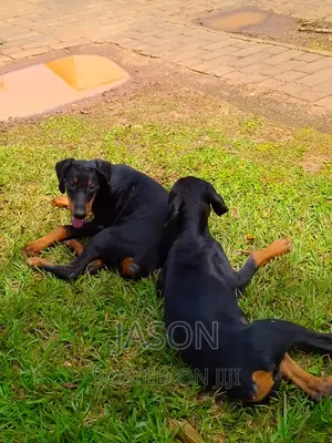 6-12 months Male Purebred Doberman Pinscher