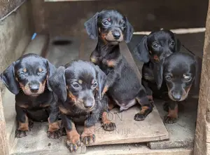 1-3 months Male Purebred Dachshund