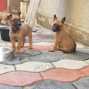 3-6 months Female Purebred Belgian Malinois