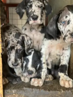 3-6 months Female Purebred Great Dane