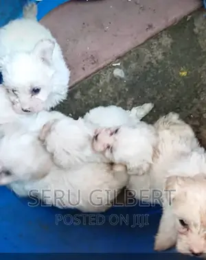 1-3 months Male Purebred Maltese