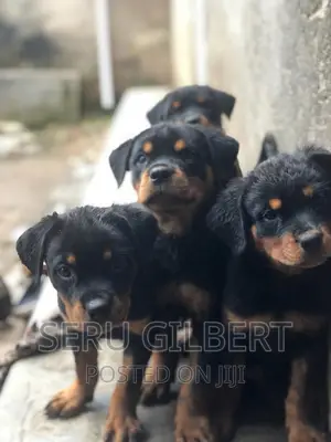 1-3 months Male Purebred Rottweiler