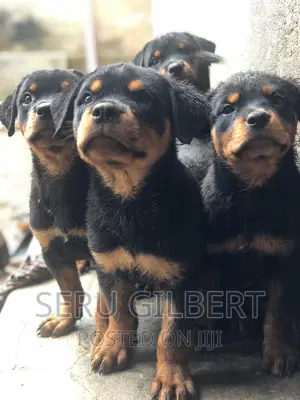 1-3 months Male Purebred Rottweiler