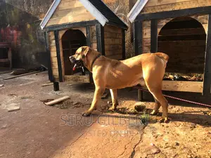 Dthat Dog House Available