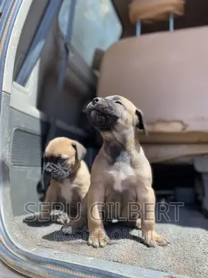 1-3 months Male Purebred Boerboel
