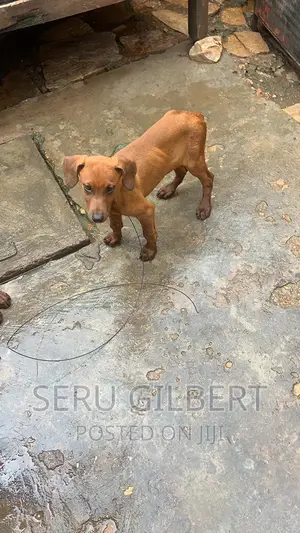 1-3 months Male Purebred Doberman Pinscher