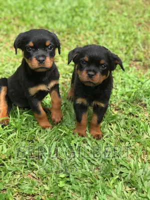 3-6 months Male Purebred Rottweiler