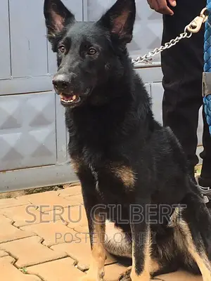 3-6 months Male Purebred German Shepherd