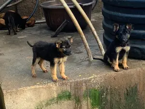 1-3 months Male Purebred German Shepherd
