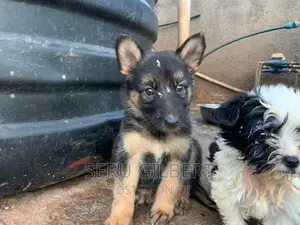 3-6 months Male Purebred German Shepherd