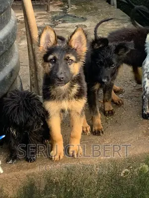 1-3 months Male Purebred German Shepherd