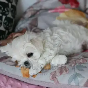 3-6 months Male Purebred Maltese