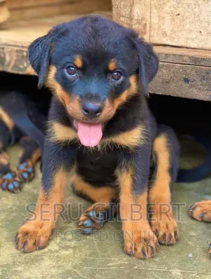 3-6 months Male Purebred Rottweiler