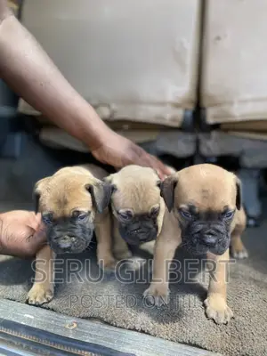 3-6 months Male Purebred Boerboel
